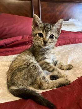 Rescue Domestic Short Hair Cats for Adoption in Powdersville, South Carolina - Tilly | PetCurious