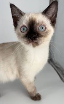 Siamese Cats Available for Adoption - Kitten Eve | PetCurious