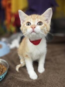 Donatella -  Domestic Short Hair Cat for Adoption in Westland, Michigan - Donatella | PetCurious