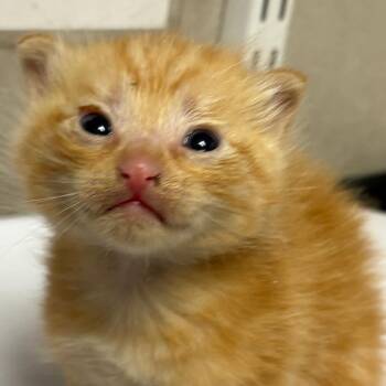 Domestic Short Hair Cats Available for Adoption in Yuma, Arizona - Jon | PetCurious