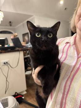 Benny Lopez (Available for pre-adoption) -  Domestic Short Hair Cat for Adoption in Camden, South Carolina - Benny Lopez (Available For Pre-adoption) | PetCurious