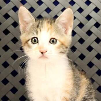 Domestic Short Hair Cats Available for Adoption in Fort Davis, Texas - Begonia | PetCurious