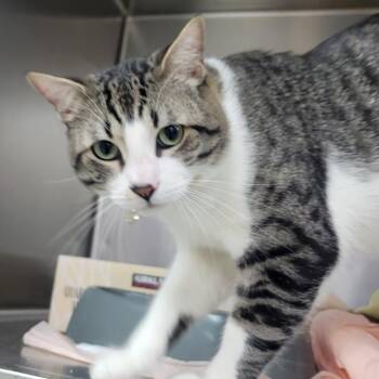 Cowabunga -  Domestic Short Hair Cat for Adoption in Westminster, California - Cowabunga | PetCurious