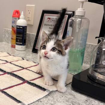 Twix -  Domestic Short Hair Cat for Adoption in Bristol, Indiana - Twix | PetCurious
