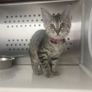 Good Soup -  Domestic Short Hair Cat for Adoption in Clavet, Saskatchewan - Good Soup | PetCurious