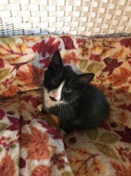 Rescue Domestic Short Hair Cats for Adoption in Lincoln Park, New Jersey - Joey | PetCurious