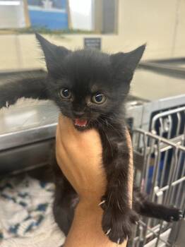 Boo -  Domestic Medium Hair Cat for Adoption in Plymouth, Connecticut - Boo | PetCurious