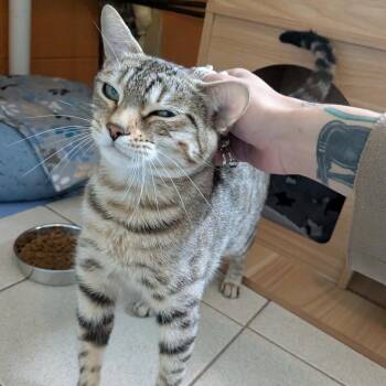 Coraline -  Domestic Short Hair Cat for Adoption in Providence, Rhode Island - Coraline | PetCurious