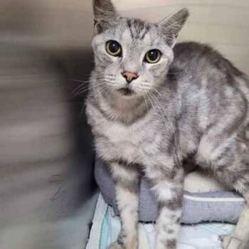 Romeo -  Domestic Short Hair Cat for Adoption in Memphis, Tennessee - Romeo | PetCurious
