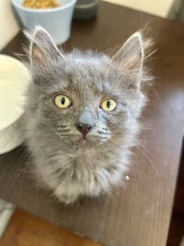 Rescue Domestic Short Hair Cats for Adoption in Morton Grove, Illinois - Remi | PetCurious