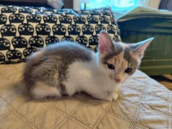 Sparkle -  Domestic Short Hair Cat for Adoption in Wilkesboro, North Carolina - Sparkle | PetCurious