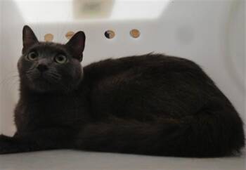MARGE -  Domestic Short Hair Cat for Adoption in Albuquerque, New Mexico - MARGE | PetCurious