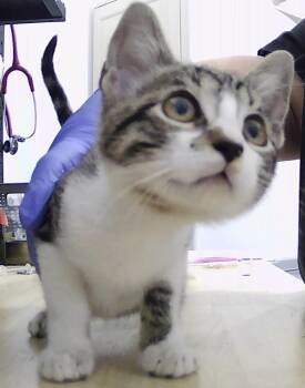 Caspian -  Domestic Short Hair Cat for Adoption in Dayton, Minnesota - Caspian | PetCurious