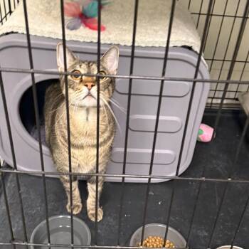 Pimento -  Domestic Short Hair Cat for Adoption in Houston, Texas - Pimento | PetCurious