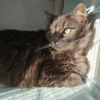 Mr. Kitty -  Domestic Long Hair Cat for Adoption in Dover, New Hampshire - Mr. Kitty | PetCurious