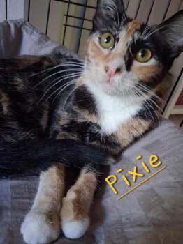 Pixie -  Domestic Short Hair Cat for Adoption in Longwood, Florida - Pixie | PetCurious