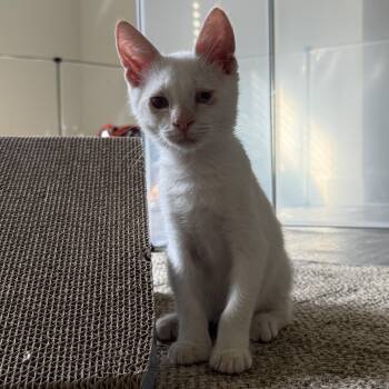 Dirtclod - Athens, GA -  Domestic Short Hair and Siamese Cat for Adoption in Greensboro, Georgia - Dirtclod - Athens, GA | PetCurious