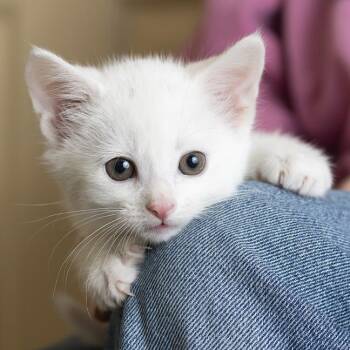 Domestic Short Hair Cats Available for Adoption in Chicago, Illinois - Two Dots | PetCurious