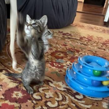 Tigeroo -  Domestic Short Hair Cat for Adoption in Buffalo, Minnesota - Tigeroo | PetCurious