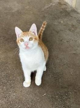 Bella Thorne -  Domestic Short Hair Cat for Adoption in Honolulu, Hawaii - Bella Thorne | PetCurious