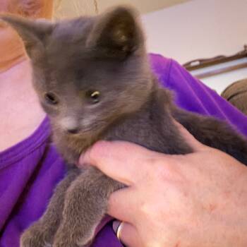 Rescue Domestic Short Hair Cats for Adoption in Woodstock, Virginia - Julien Willingham | PetCurious