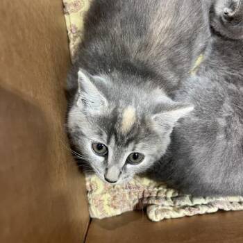 Alice -  Domestic Short Hair Cat Available for Adoption in Winston-salem, North Carolina - Alice | PetCurious