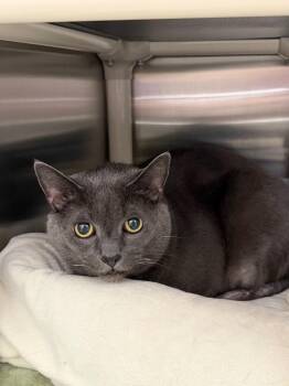 Honeysuckle -  Domestic Short Hair Cat for Adoption in Pomona, New York - Honeysuckle | PetCurious