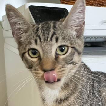 Alfie -  Domestic Short Hair Cat for Adoption in San Diego, California - Alfie | PetCurious