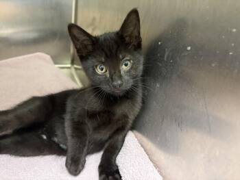 SIENNA -  Domestic Short Hair Cat for Adoption in Loveland, Colorado - SIENNA | PetCurious