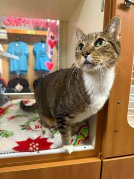 Tiger -  Domestic Short Hair Cat for Adoption in Sebastian, Florida - Tiger | PetCurious