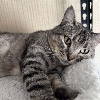 Rescue Domestic Short Hair Cats for Adoption in Tracy, California - Bo Catan | PetCurious