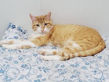 Domestic Short Hair Cats Available for Adoption in Philippi, West Virginia - Goliath | PetCurious