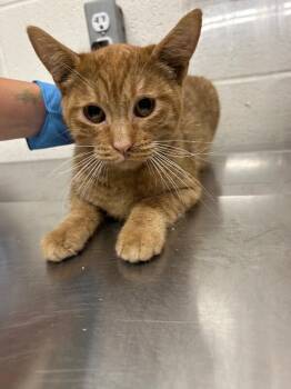 Booth -  Domestic Short Hair Cat for Adoption in Fruit Heights, Utah - Booth | PetCurious
