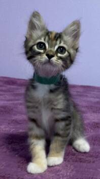 *GREEN GOBLIN -  Domestic Short Hair Cat for Adoption in Woodland, California - *GREEN GOBLIN | PetCurious