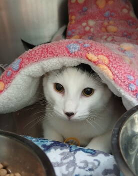 Rescue Domestic Short Hair Cats for Adoption in Bay City, Michigan - Felix | PetCurious