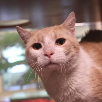 Domestic Short Hair Cats Available for Adoption in Briarcliff Manor, New York - Buttercup | PetCurious