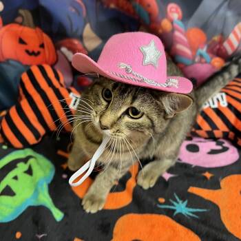 Ice Cream -  Domestic Short Hair Cat for Adoption in Fairmont, Minnesota - Ice Cream | PetCurious