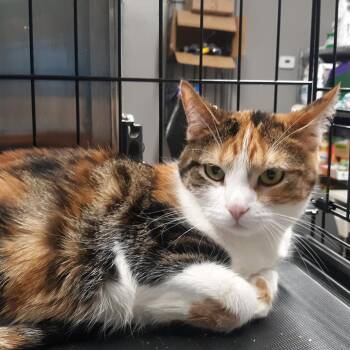 Domestic Short Hair Cats Available for Adoption - Tita | PetCurious