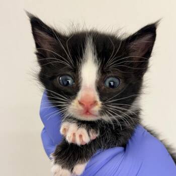 Domestic Short Hair Cats Available for Adoption in Redwood Valley, California - Pepper | PetCurious