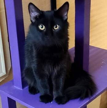 Nellis -  Domestic Medium Hair Cat for Adoption in San Tan Valley, Arizona - Nellis | PetCurious