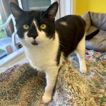 Zadorov -  Domestic Short Hair Cat Available for Adoption in East Montpelier, Vermont - Zadorov | PetCurious