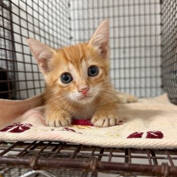 Twinkle Toes -  Domestic Short Hair Cat for Adoption in Edinburg, Texas - Twinkle Toes | PetCurious