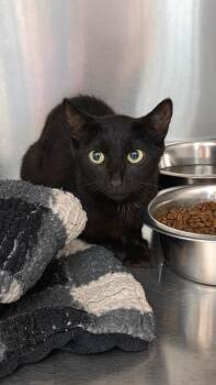 Budgie -  Domestic Short Hair Cat for Adoption in Athens, Tennessee - Budgie | PetCurious