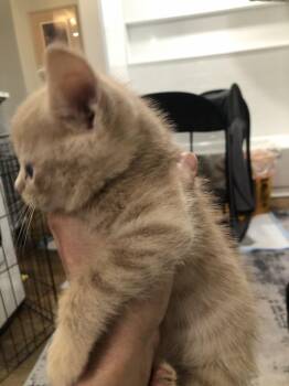Sherbet 2026-239 -  Domestic Short Hair Cat for Adoption in Winder, Georgia - Sherbet 2026-239 | PetCurious