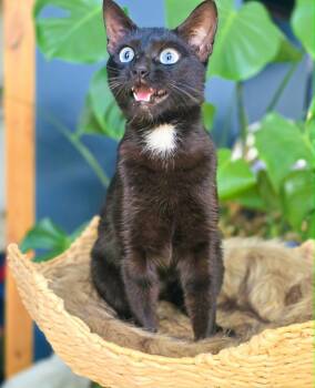 Domestic Short Hair Cats Available for Adoption in Harrison Township, New Jersey - Indigo | PetCurious