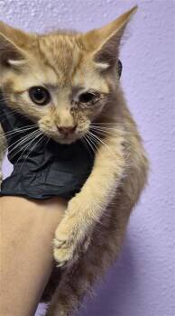 61289923 -  Domestic Short Hair Cat for Adoption in El Paso, Texas - 61289923 | PetCurious