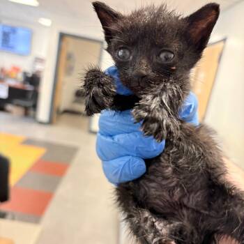 Green Tea -  Domestic Short Hair Cat for Adoption in Philadelphia, Pennsylvania - Green Tea | PetCurious