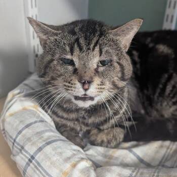 Randall Weems -  Tabby Cat for Adoption in Shippenville, Pennsylvania - Randall Weems | PetCurious