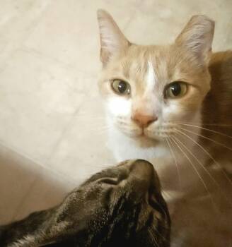 Rocco -  Domestic Short Hair Cat for Adoption in Camden, South Carolina - Rocco | PetCurious