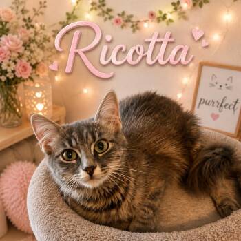 Ricotta -  Domestic Medium Hair Cat for Adoption in League City, Texas - Ricotta | PetCurious